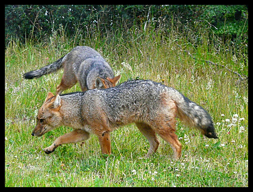 renards